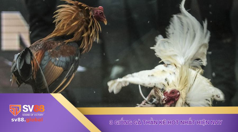 3 giống gà thần kê hot nhất hiện nay