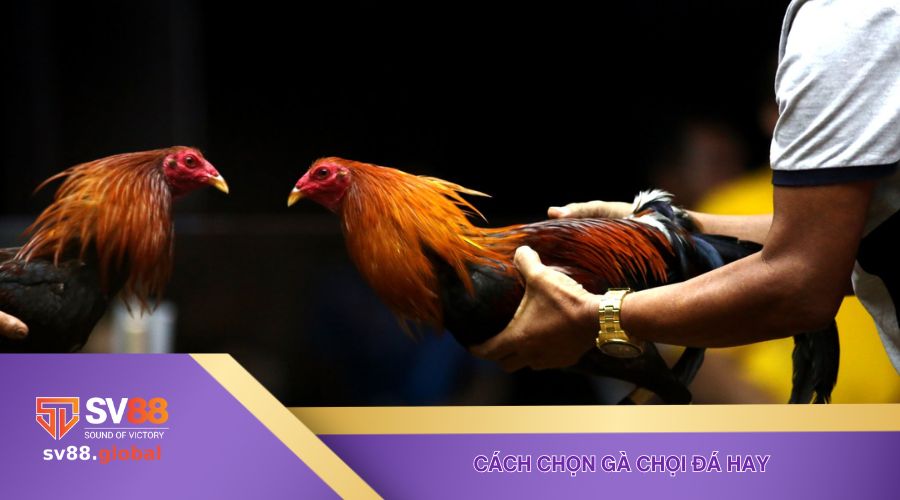 Cách chọn gà chọi đá hay
