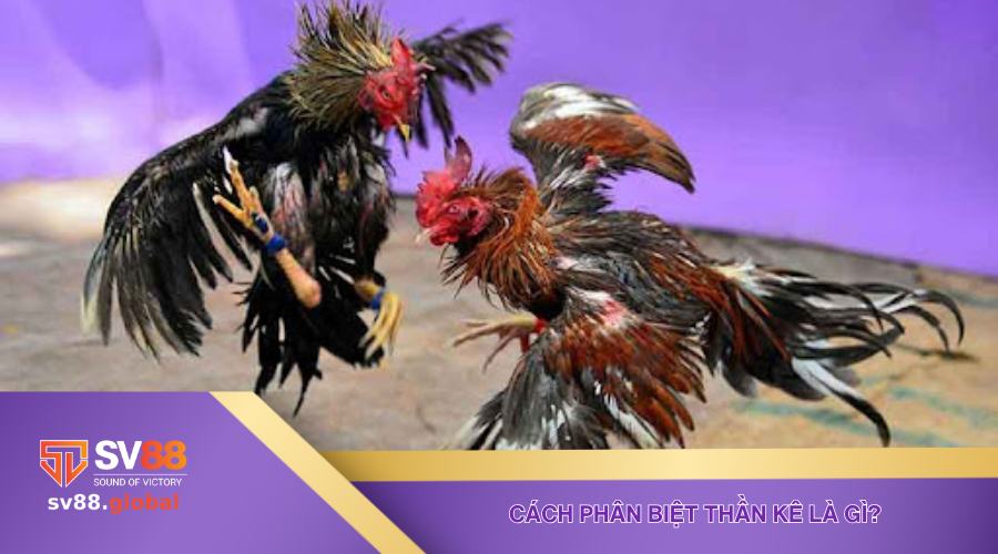 Cách phân biệt thần kê là gì?