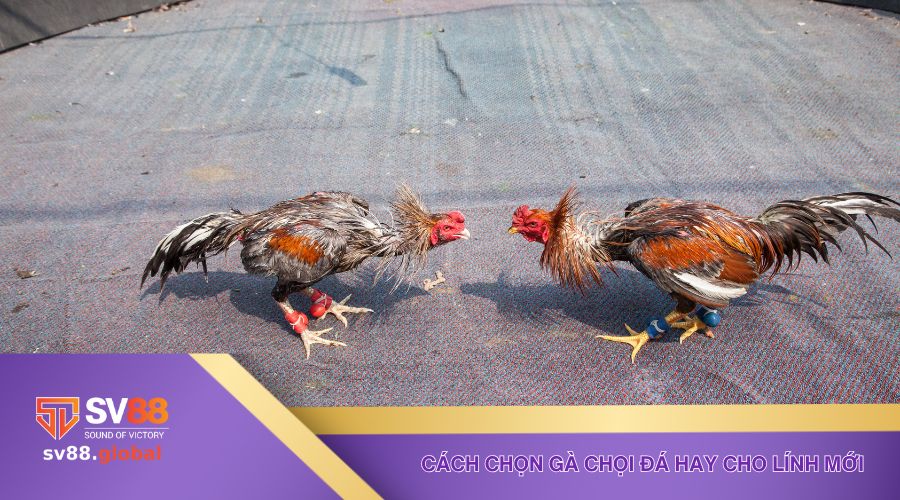 Cập nhật cách chọn gà chọi đá hay cho lính mới bắt đầu