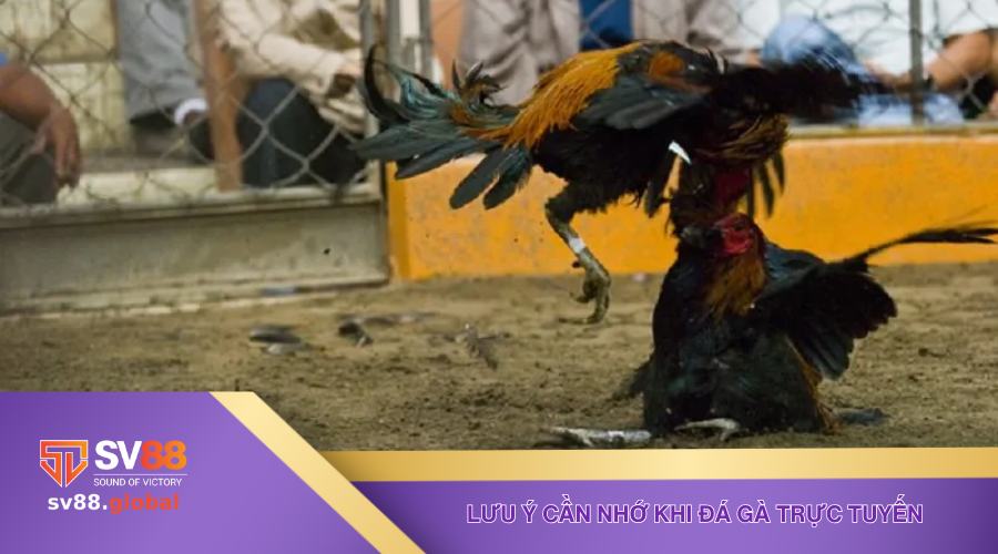 Chú ý khi chơi đá gà không phải ai cũng biết