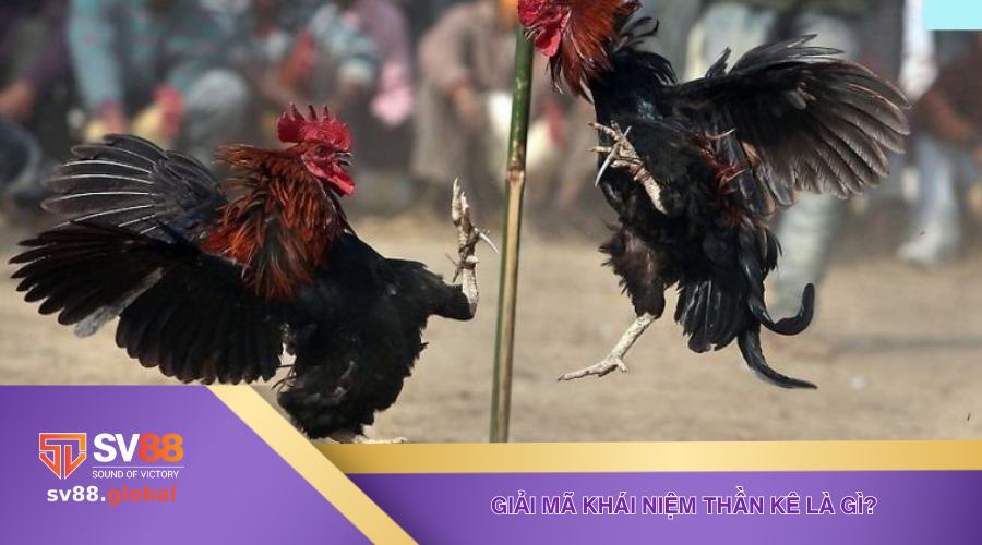 Giải mã khái niệm thần kê là gì?