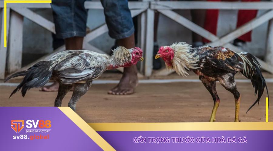 Không nên cửa BBD khi chơi đá gà trực tuyến