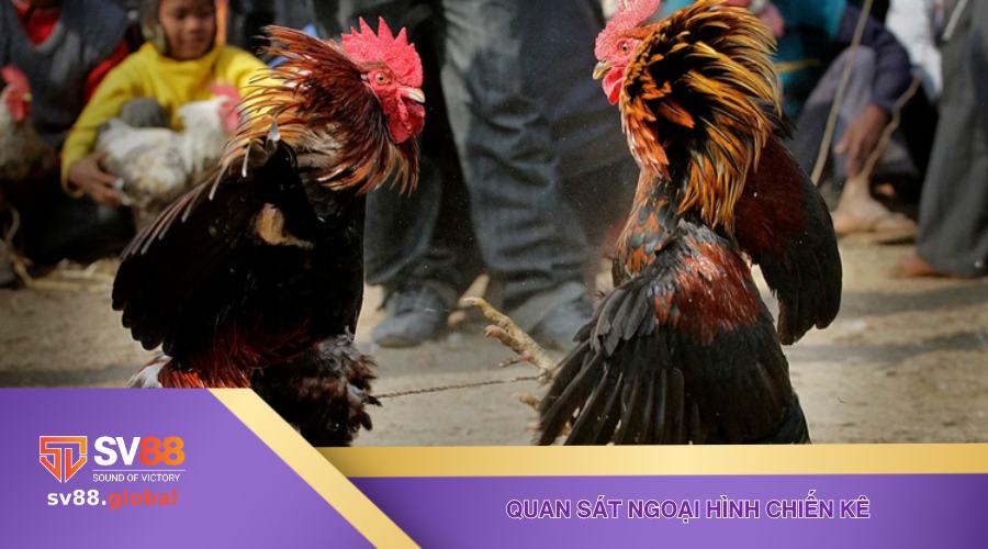 Kinh nghiệm chơi đá gà online - đánh giá ngoại hình