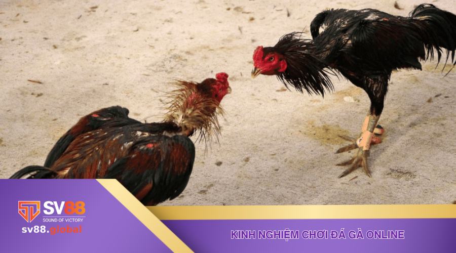 Kinh nghiệm chơi đá gà online