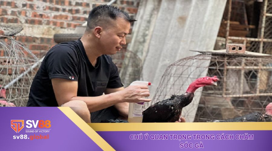Một số chú ý quan trọng trong cách chăm sóc gà chọi đá hay