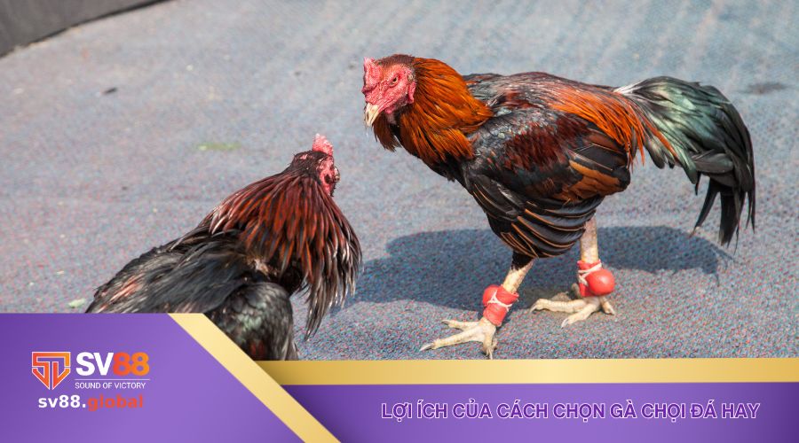 Những lợi ích của cách chọn gà chọi đá hay bạn nên biết