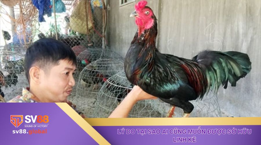 Những lý do tại sao ai cũng muốn được sở hữu linh kê