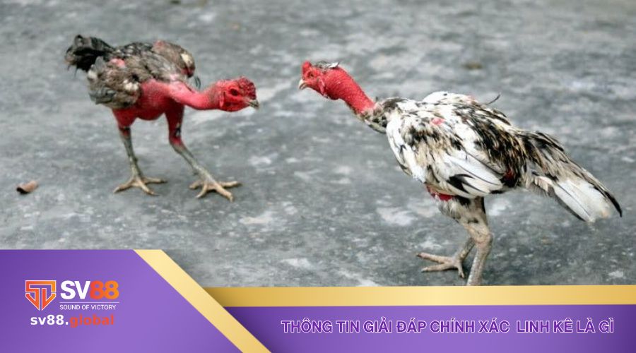 Thông tin giải đáp chính xác thắc mắc linh kê là gì đến thành viên